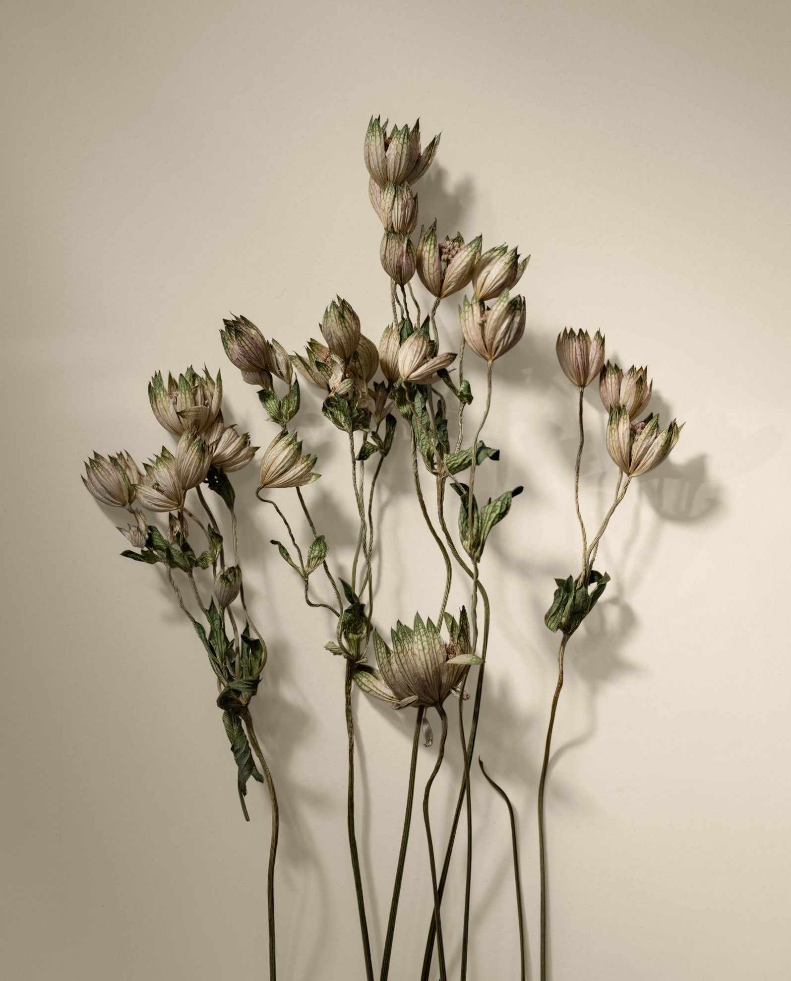 Adorn Beige Non-Toxic Wall Paint